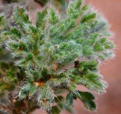 Vittadinia dissecta hirta