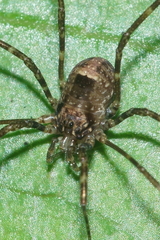 Forsteropsalis inconstans