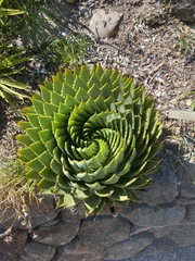 Aloe polyphylla