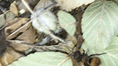 Pseudomethoca brazoria