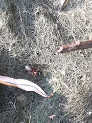 Camponotus novaeboracensis