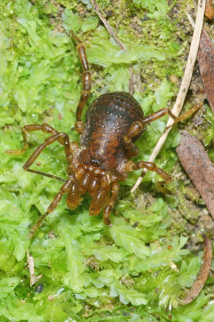 Smooth Hard-bodied Harvestmen