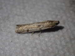 Phycitodes binaevella