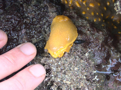 Dendrodoris citrina