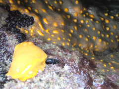 Dendrodoris citrina