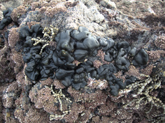 Codium convolutum