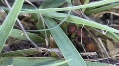 Dasymutilla creon