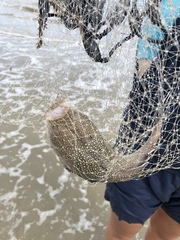 Astroscopus y-graecum