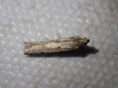 Phycitodes binaevella