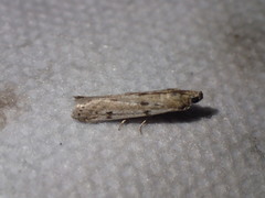 Phycitodes binaevella