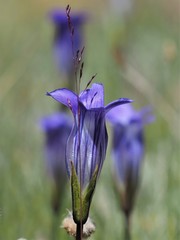 Gentianopsis holopetala
