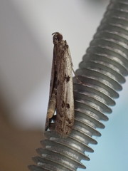 Phycitodes binaevella