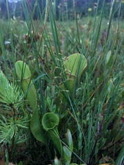 Neottia bifolia