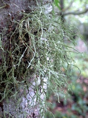 Ramalina implectens