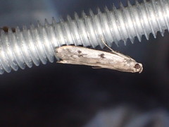 Phycitodes binaevella