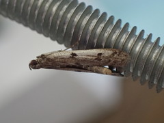 Phycitodes binaevella