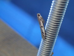 Phycitodes binaevella