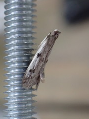 Phycitodes binaevella