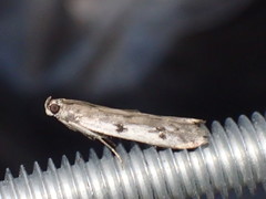 Phycitodes binaevella