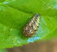 Lapposyrphus