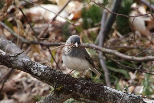 Dark-eyed Junco photographed in Vermont