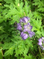 Hydrophyllum capitatum