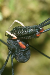 Forsteropsalis inconstans