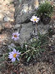 Erigeron leiomerus