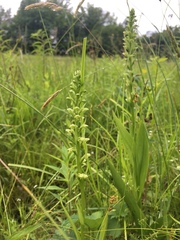 Platanthera flava