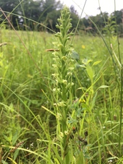 Platanthera flava