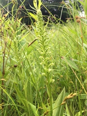 Platanthera flava