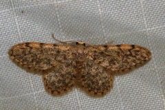 Idaea fumilinea confracta