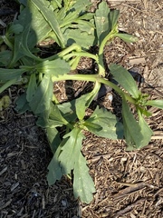 Cakile edentula edentula