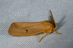 Bracharoa quadripunctata