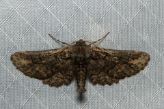 Omphalucha albosignata