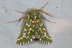 Drepanogynis bifasciata