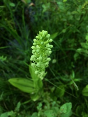 Platanthera flava