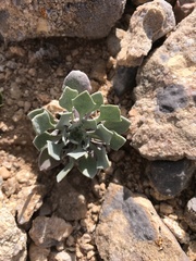 Physaria alpina