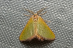 Eucrostes rufociliaria