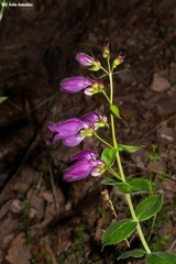 Penstemon bolanius