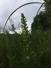 Platanthera flava