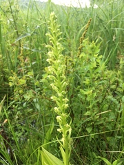 Platanthera flava