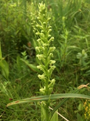 Platanthera flava