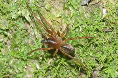 Desidae