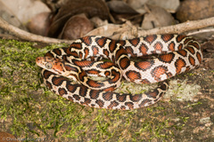 Pseudelaphe phaescens