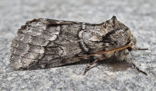 Double-lined Prominent Moth
