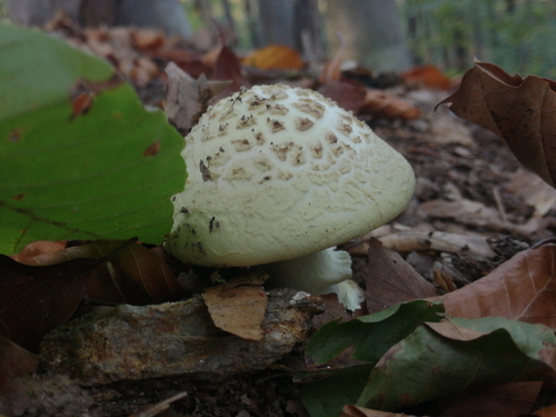 muchotrávka citrónovožltá (Amanita citrina)