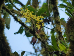 Oncidium