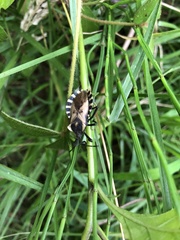 Spartocera alternata