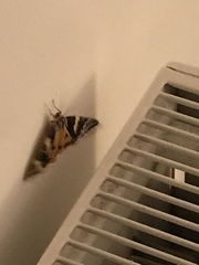 Euplagia quadripunctaria